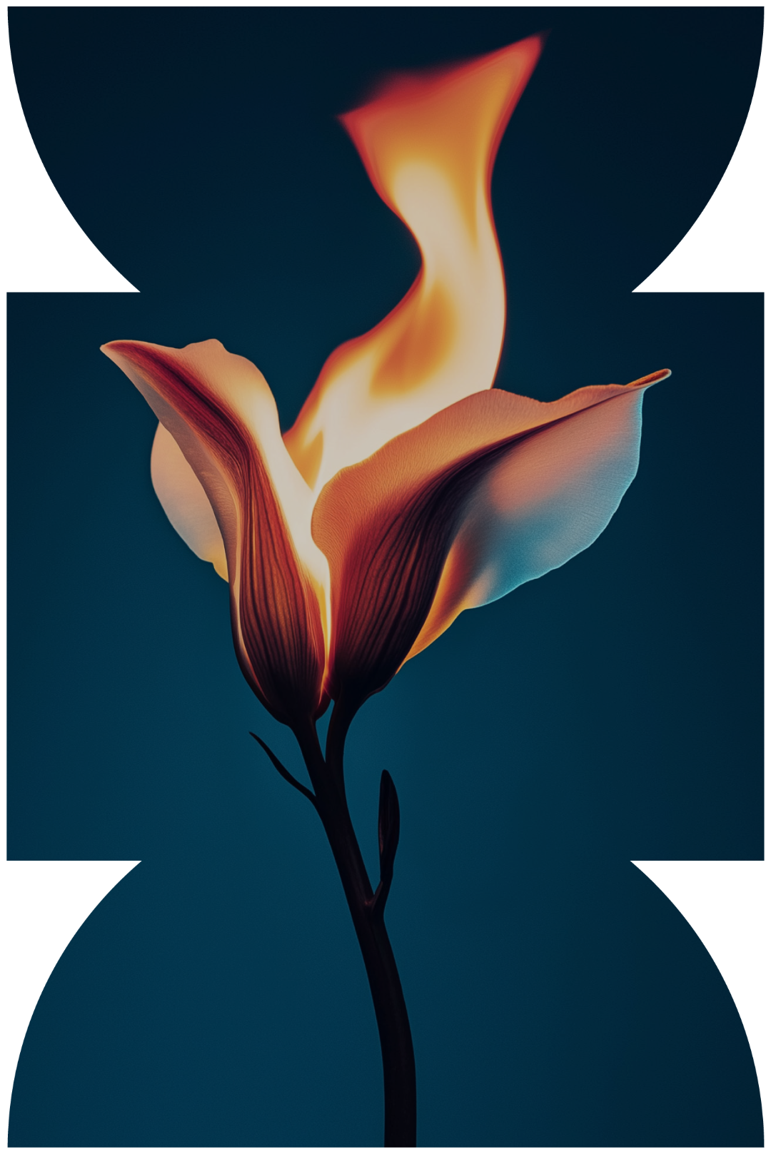 BYNOMADS window for Zephyr of Dubai